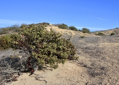 Arctostaphylos catalinae