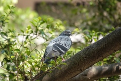 Columba livia