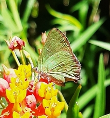 Cyanophrys remus