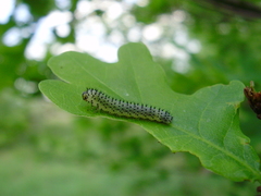 Periclista