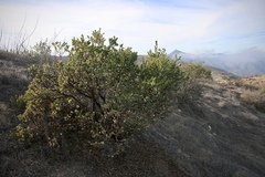 Arctostaphylos catalinae