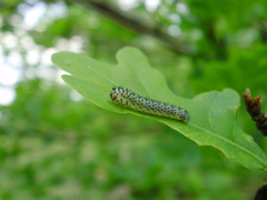 Periclista
