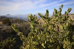 Arctostaphylos catalinae
