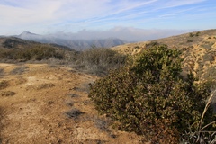 Arctostaphylos catalinae