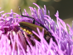 Lepturobosca chrysocoma