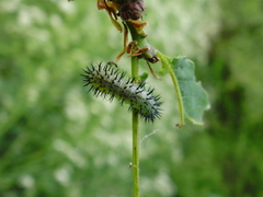 Periclista