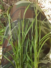 Glyceria arundinacea