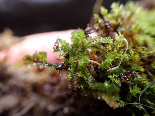 Image of Trilophozia quinquedentata by no rights reserved