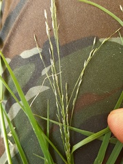 Glyceria arundinacea