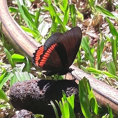 Biblis hyperia nectanabis