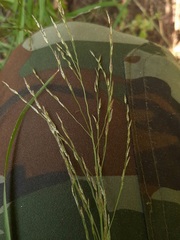 Glyceria arundinacea