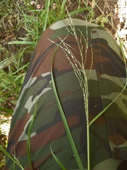 Glyceria arundinacea