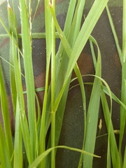 Glyceria arundinacea