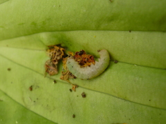 Monostegia abdominalis