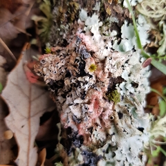 Marchandiomyces corallinus