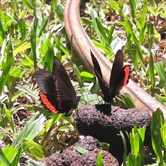 Biblis hyperia nectanabis