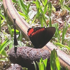 Biblis hyperia nectanabis