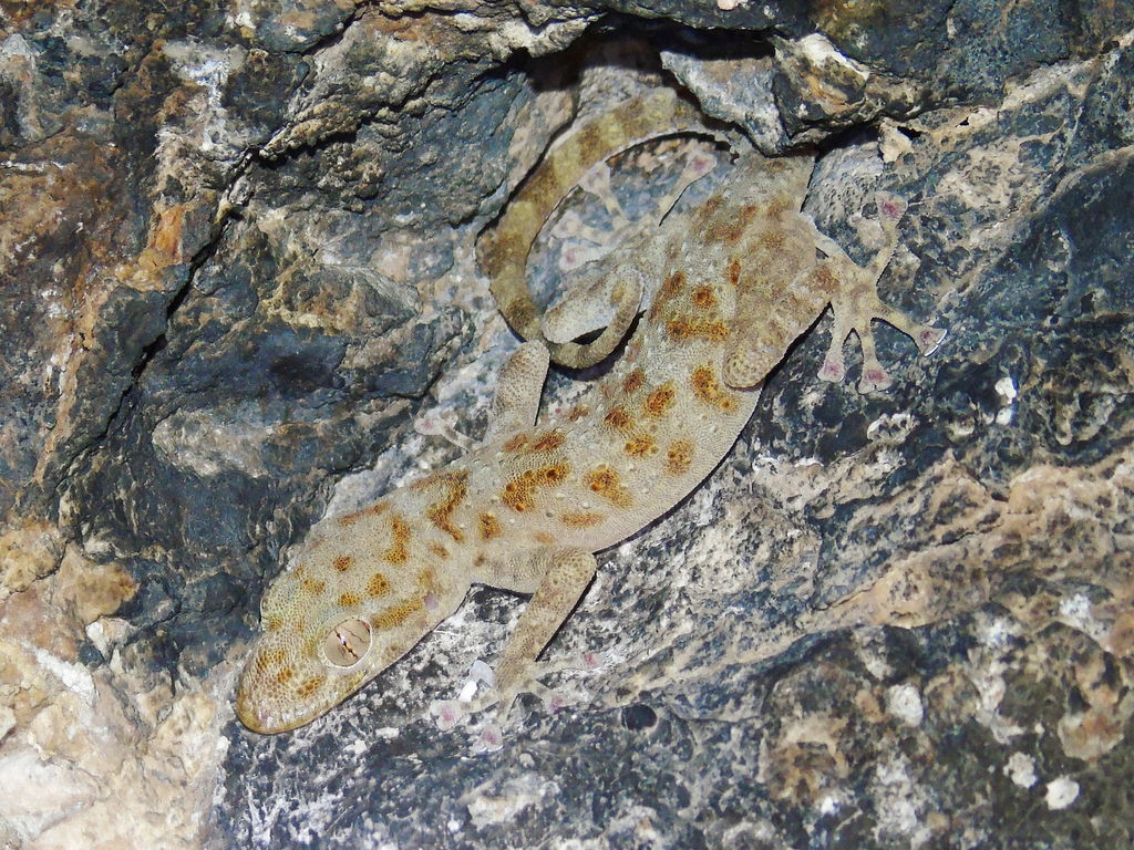 Gray-Spotted Leaf-Toed Gecko