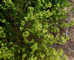 Galium angustifolium