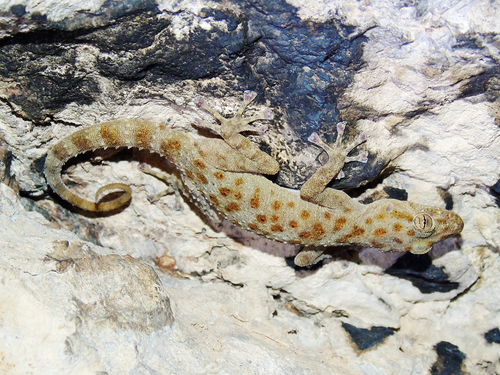 Gray-spotted Leaf-toed Gecko