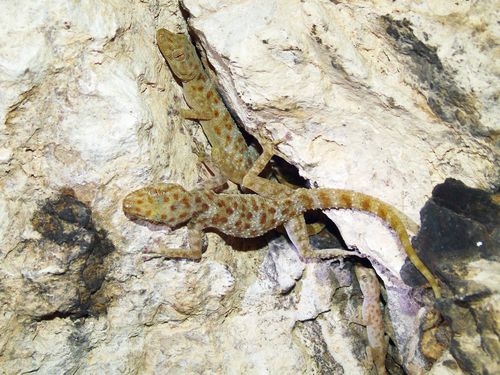 Gray-spotted Leaf-toed Gecko