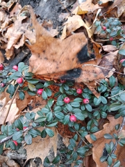 Cotoneaster × suecicus