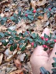 Cotoneaster × suecicus