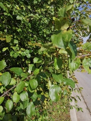 Rhamnus cathartica
