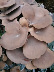Pleurotus ostreatus