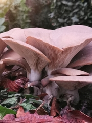 Pleurotus ostreatus