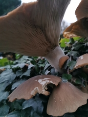 Pleurotus ostreatus