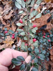 Cotoneaster × suecicus