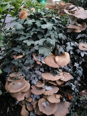 Pleurotus ostreatus
