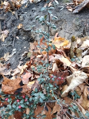 Cotoneaster × suecicus