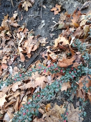 Cotoneaster × suecicus