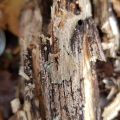 Radulomyces confluens