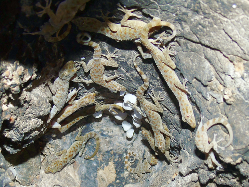 Gray-spotted Leaf-toed Gecko