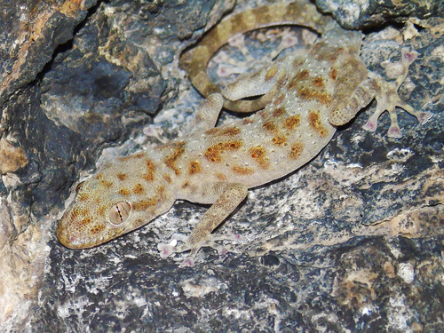 Gray-spotted Leaf-toed Gecko