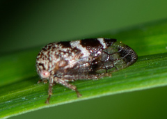 Smiliini