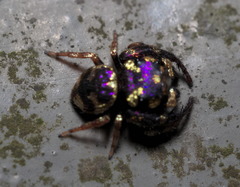 Simaethina