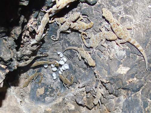 Gray-spotted Leaf-toed Gecko