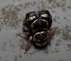 Simaethina