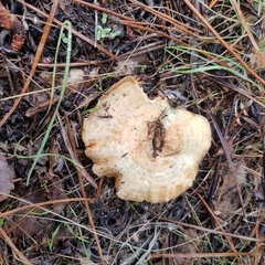 Lactarius semisanguifluus