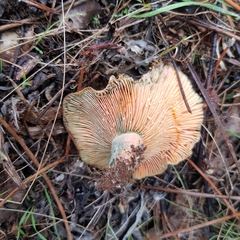 Lactarius semisanguifluus