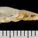 Hayden's Shrew - Photo (c) Phil Myers, some rights reserved (CC BY-NC-SA)
