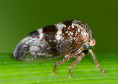 Cyrtolobus tuberosus