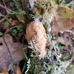 Dichomitus campestris