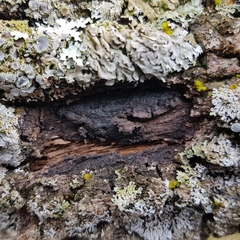 Biscogniauxia mediterranea