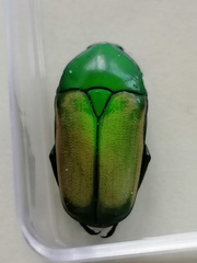 Chlorocala africana subsuturalis