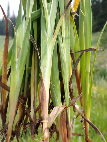 Juncus ensifolius iNat (3)
